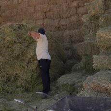 В Сайрамском районе готовятся сносить функционирующие фермы