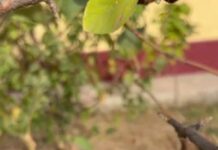 Яблоня перепутала осень с весной и зацвела в Шымкенте