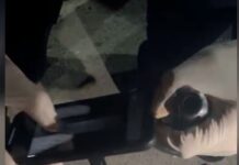 Туркестанца задержали с пистолетом и наркотиками