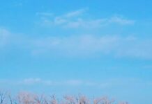 «Как в Африке»: Бухарских оленей сняли на видео близ Туркестана