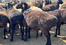 Пастух-иностранец распродал племенных овец и пытался скрыться