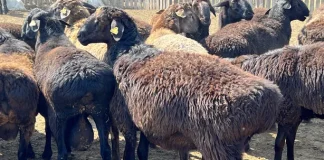 Пастух-иностранец распродал племенных овец и пытался скрыться