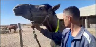 Светоотражающие полосы повязали на 50 лошадей в Туркестанской области