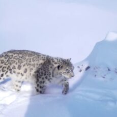 Завораживающие кадры с фотоловушек Аксу-Джабаглинского заповедника