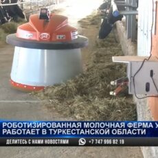 Роботизированная молочная ферма успешно работает в Туркестанской области