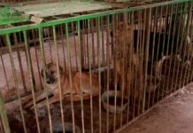 Что происходит с собаками и кошками в шымкентском отлове