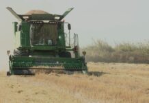 Уборку риса завершают в Шардаринском районе