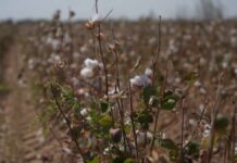 Очередной бунт из-за хлопка устроили крестьяне Жетысайского района