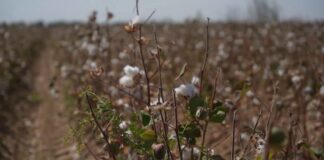 Очередной бунт из-за хлопка устроили крестьяне Жетысайского района