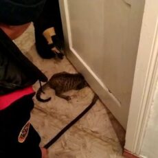 Котенку потребовалась помощь спасателей Котенку потребовалась помощь спасателей