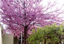 Шымкент, чествуй своих ландшафтных дизайнеров-любителей