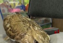 Неравнодушные шымкентцы спасли канюка от гибели