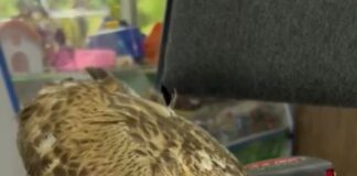 Неравнодушные шымкентцы спасли канюка от гибели