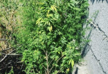 Коноплю выращивал во дворе дома житель Шымкента