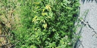 Коноплю выращивал во дворе дома житель Шымкента