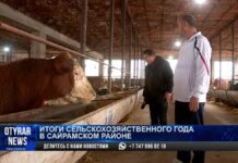 В Сайрамском районе бьет рекорды животноводство