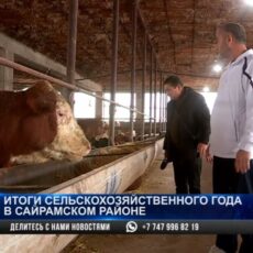 В Сайрамском районе бьет рекорды животноводство