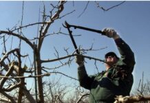 Как оформить разрешение на вырубку деревьев через eGov