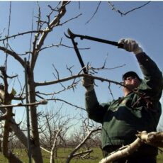 Как оформить разрешение на вырубку деревьев через eGov