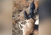 Браконьер в Туркестанской области подстрелил краснокнижного архара Браконьер в Туркестанской области подстрелил краснокнижного архара