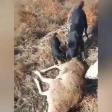 Браконьер в Туркестанской области подстрелил краснокнижного архара Браконьер в Туркестанской области подстрелил краснокнижного архара