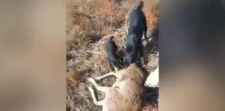 Браконьер в Туркестанской области подстрелил краснокнижного архара Браконьер в Туркестанской области подстрелил краснокнижного архара