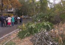 В Шымкенте массово вырубили деревья