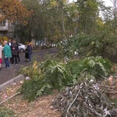 В Шымкенте массово вырубили деревья