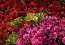 Туркестан встречает зиму зеленью и цветами