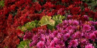 Туркестан встречает зиму зеленью и цветами