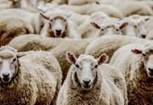 40 голов овец похитили у жителей Туркестанской области