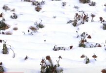 В Шымкенте высадили розы и хризантемы зимой