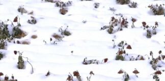 В Шымкенте высадили розы и хризантемы зимой