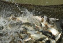 В Туркестанской области развивают рыбные хозяйства