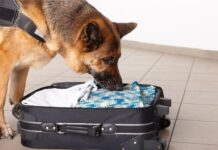 Служебная собака «Марика» нашла наркотики у иностранца в Туркестанской области