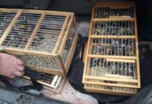 Незаконную охоту на птиц выявили в Шымкенте