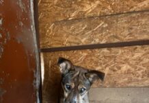 Как животные переносят морозы в приютах Шымкента