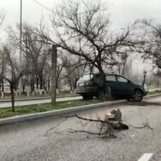 Легковушка слетела на разделительную полосу и въехала в дерево