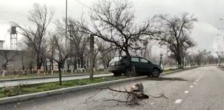 Легковушка слетела на разделительную полосу и въехала в дерево