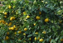 В Туркестанской области в разгар зимы собирают лимоны