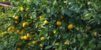 В Туркестанской области в разгар зимы собирают лимоны