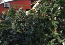 Ёлка и новогодний декор подорожали