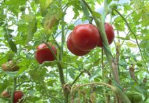 Теплицы в Сайрамском районе вырастили 14 тысяч тонн овощей