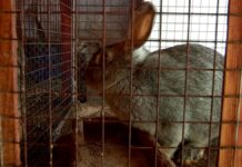 Что готовит людям год Водяного Кролика