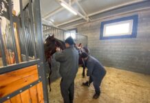 Чем отличается новый ипподром от старого