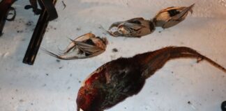 Краснокнижных птиц отстреливали браконьеры в Туркестанской области