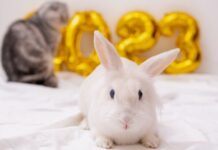 Число везения этого года раскрыли нумерологи