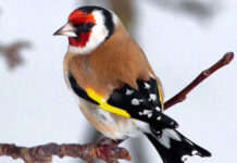 Незаконную охоту на птиц выявили в Шымкенте