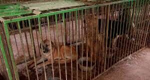 140 млн выделили на стерилизацию животных в Шымкенте