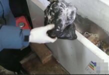 Охоту на архаров устроили браконьеры в Туркестанской области